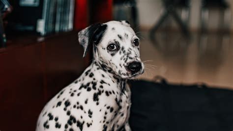 altersflecken hund|hautfarbung hund schwarz.